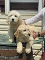 Sarah, a female Goldendoodle for sale in Winchester, VA – Photo 3 of 4