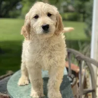 Sarah, a female Goldendoodle for sale in Winchester, VA – Photo 2 of 4