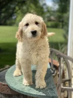 Sarah, a female Goldendoodle for sale in Winchester, VA – Photo 2 of 4