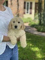 Sarah, a female Goldendoodle for sale in Winchester, VA – Photo 4 of 4