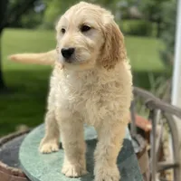 Sarah, a female Goldendoodle for sale in Winchester, VA – Photo 1 of 4