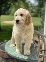 Sarah, a female Goldendoodle for sale in Winchester, VA – Photo 1 of 4