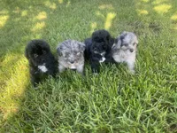 Blue, a male Havapoo for sale in White Post, VA – 3 of 4