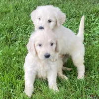 Max, a male Goldendoodle for sale in Winchester, VA – Photo 3 of 3