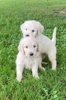 Max, a male Goldendoodle for sale in Winchester, VA – Photo 3 of 3