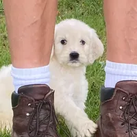 Max, a male Goldendoodle for sale in Winchester, VA – Photo 1 of 3
