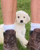 Max, a male Goldendoodle for sale in Winchester, VA – Photo 1 of 3