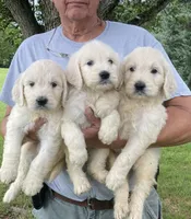 Max, a male Goldendoodle for sale in Winchester, VA – Photo 2 of 3