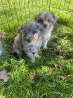 Pinky, a female Havapoo for sale in White Post, VA – 4 of 4