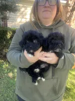 Cole, a male Havapoo for sale in White Post, VA – 3 of 7