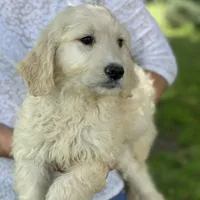 Lilly, a female Goldendoodle for sale in Winchester, VA – Photo 3 of 4