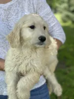 Lilly, a female Goldendoodle for sale in Winchester, VA – Photo 3 of 4
