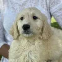 Lilly, a female Goldendoodle for sale in Winchester, VA – Photo 2 of 4