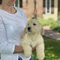 Lilly, a female Goldendoodle for sale in Winchester, VA – Photo 1 of 4