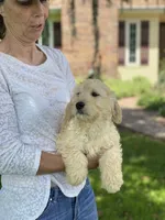 Lilly, a female Goldendoodle for sale in Winchester, VA – Photo 1 of 4
