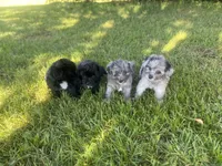 Cole, a male Havapoo for sale in White Post, VA – 6 of 7
