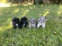 Pinky, a female Havapoo for sale in White Post, VA – 3 of 4