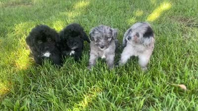 Cole, a male Havapoo for sale in White Post, VA – 4 of 7