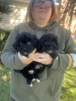 Winston , a male Havapoo for sale in White Post, VA – 4 of 4