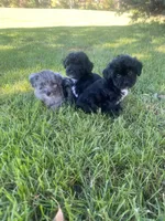 Cole, a male Havapoo for sale in White Post, VA – 7 of 7