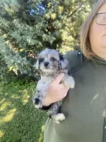 Pinky, a female Havapoo for sale in White Post, VA – 2 of 4