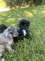 Winston , a male Havapoo for sale in White Post, VA – 2 of 4
