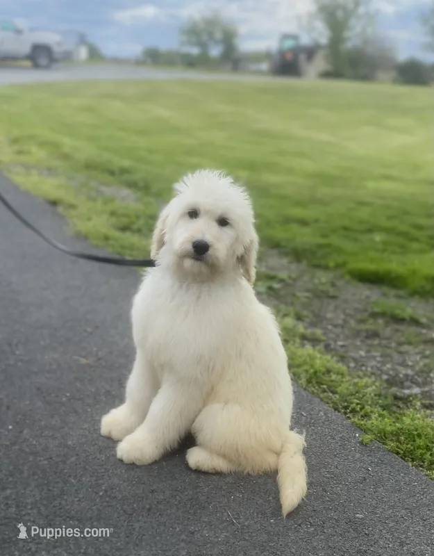 Cassy , a female English Goldendoodle for sale in Winchester, VA – 1 of 3