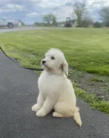 Cassy , a female English Goldendoodle for sale in Winchester, VA – 2 of 3