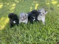 Blue, a male Havapoo for sale in White Post, VA – 4 of 4