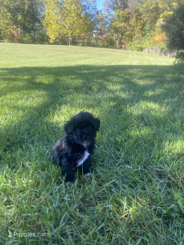 Winston  – Havapoo puppy for sale in White Post, VA