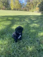 Winston , a male Havapoo for sale in White Post, VA – 1 of 4