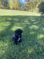 Cole, a male Havapoo for sale in White Post, VA – 2 of 7