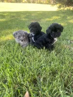 Winston , a male Havapoo for sale in White Post, VA – 3 of 4