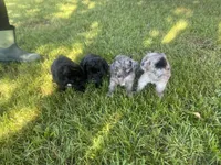 Cole, a male Havapoo for sale in White Post, VA – 5 of 7