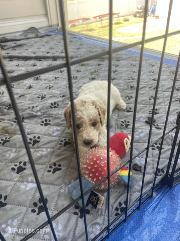 Blizzard – Poodle - Standard  puppy for sale in Milledgeville, GA