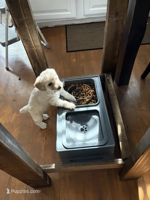 Blizzard – Poodle - Standard  puppy for sale in Milledgeville, GA