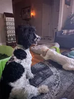 Ling Ling , a female Poodle - Standard  for sale in Milledgeville, GA – 2 of 2