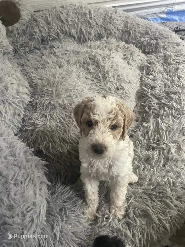 Avalanche  – Poodle - Standard  puppy for sale in Milledgeville, GA