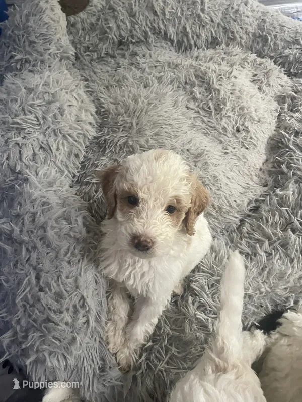 Snow ball – Poodle - Standard  puppy for sale in Milledgeville, GA