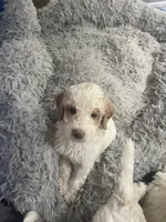 Snow ball, a male Poodle - Standard  for sale in Milledgeville, GA – 1 of 1