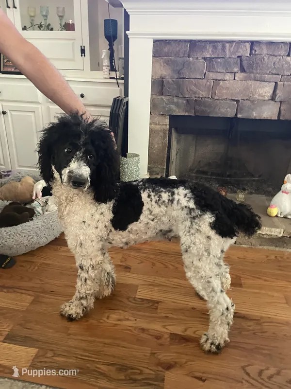 Ling Ling  – Poodle - Standard  puppy for sale in Milledgeville, GA