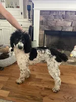 Ling Ling , a female Poodle - Standard  for sale in Milledgeville, GA – 1 of 2