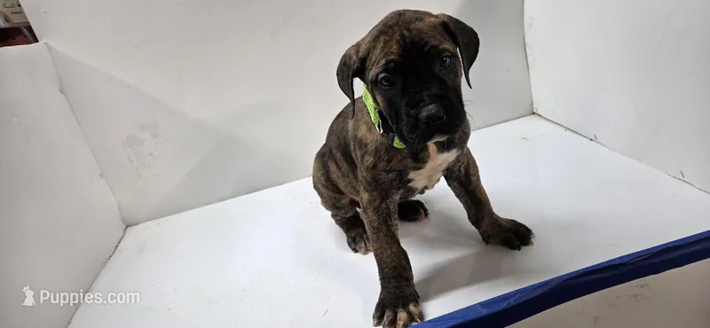 Chocolate Charlie – Perro de Presa Canario puppy for sale in Rockford, IL