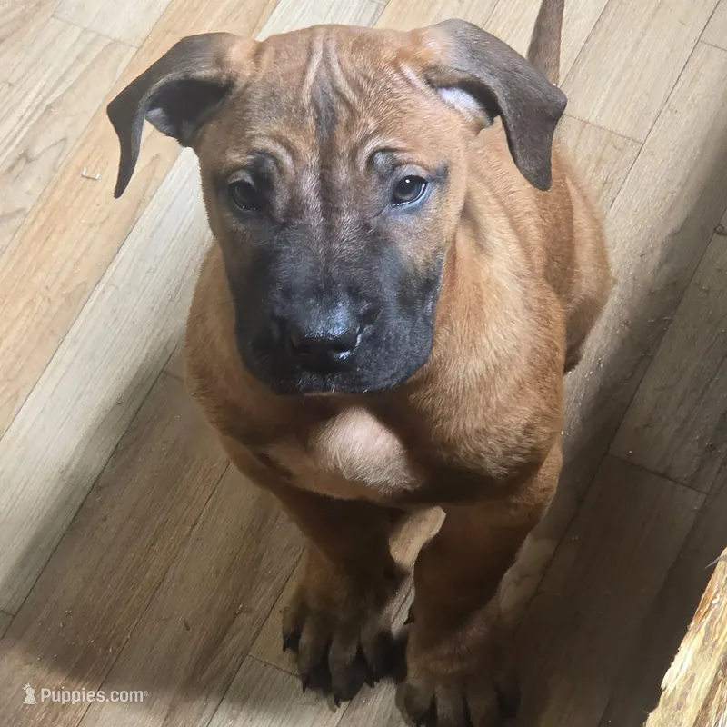 Butters – Perro de Presa Canario puppy for sale in Rockford, IL