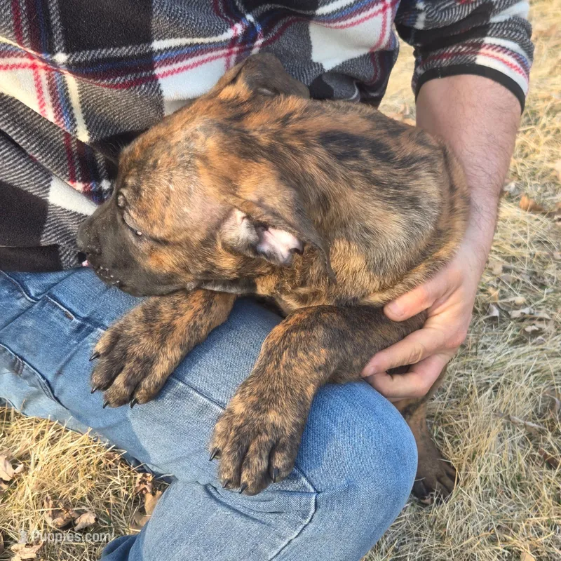 Frank  Jr. – Perro de Presa Canario puppy for sale in Rockford, IL
