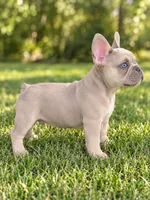 Pauly , a male French Bulldog for sale in Hughesville, MD – 3 of 10