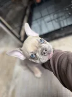 Pauly , a male French Bulldog for sale in Hughesville, MD – 6 of 10