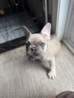 Pauly , a male French Bulldog for sale in Hughesville, MD – 5 of 10