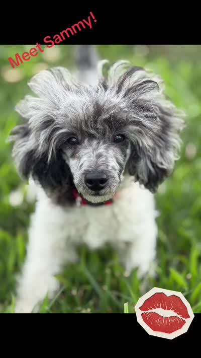 Sammy , a male Poodle - Toy  for sale in Hughesville, MD – 9 of 9