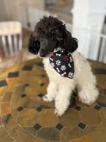Cowboy , a male Poodle - Toy  for sale in Hughesville, MD – 8 of 10